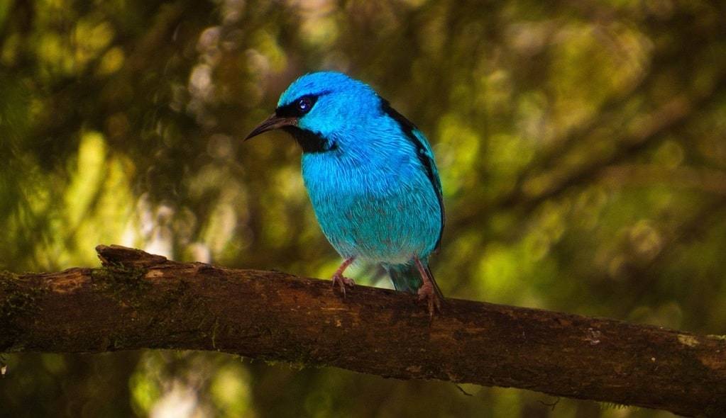 Mieux connaître l'ornithophobie dans la vie courante