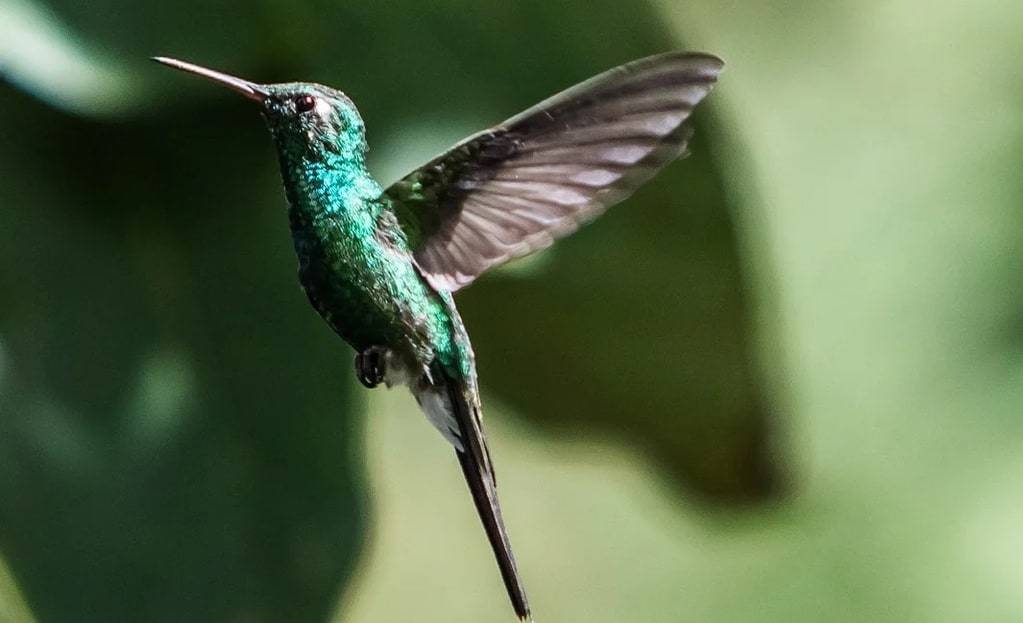 Mieux connaître l&rsquo;ornithophobie dans la vie courante